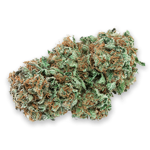 Harlequin: The High-CBD Strain for Medical Relief