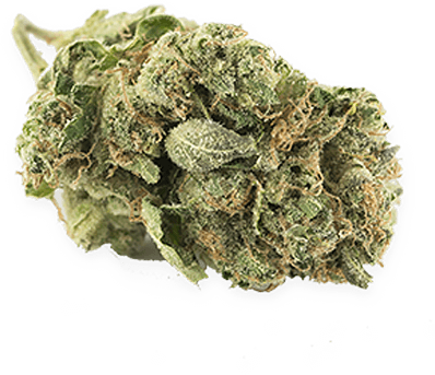 White Widow