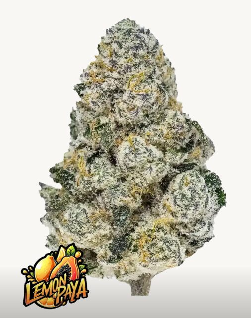 Lemonpaya Seeds - Feminized